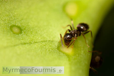 La plante produit du nectar qu'est en train de boire la fourmi invasive Lasius neglectus.