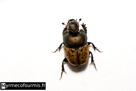 Coléoptère Onthophage, un scarabée tacheté brun et noir.