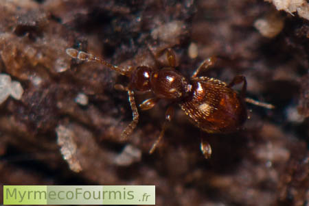 Scydmaenidae Scydmaenus (Cholerus) hellwigii, un petit coléoptère brun myrmécophile.