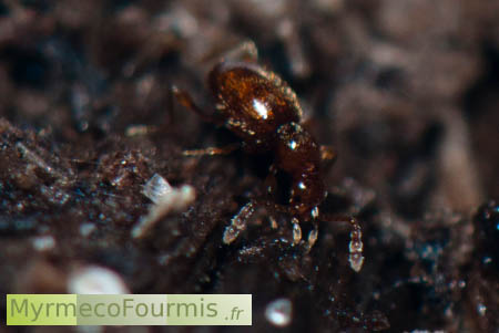 Coléoptère mimétique de fourmis trouvé dans une fourmilière.