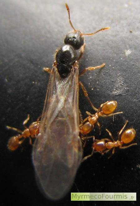 Trois ouvrières de fourmis du genre Solenopsis poussent une des princesses du nid à l'extérieur de la fourmilière pour qu'elle s'envole.