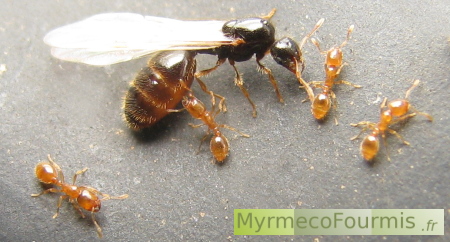 A la fin de la belle saison, des ouvrières de fourmis de l'espèce Solenopsis forcent une princesse à prendre son envol.