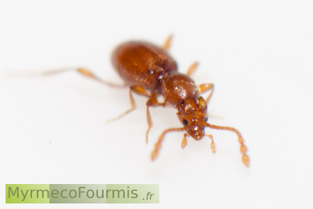 Scydmaenidae, Scydmaenus (Cholerus) hellwigii, un petit coléoptère orange parasite de fourmis.