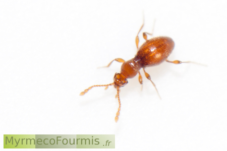 Scydmaenus (Cholerus) hellwigii, un insecte coléoptère Scydmaenidae myrmécophile qui vit dans les fourmilières.