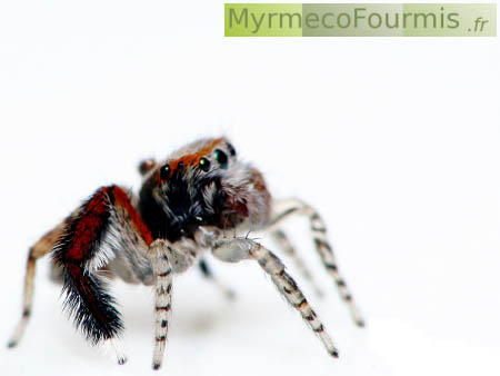 Saitis barbipes, une araignée sauteuse mâle très colorée, avec des pattes rouges et noires ou blanches rayées de noir.