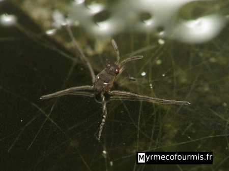 Jeune "araignée d'eau", il s'agit en fait d'une larve de punaise d'eau.