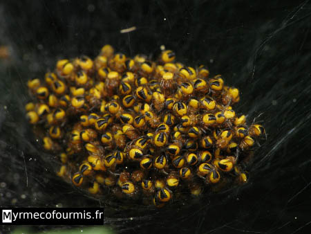 Grappe de jeunes araignées épeires diadèmes jaunes et noires.