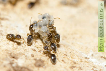 Des fourmis brunes Bothriomyrmex prennent soin d'un tas de larves.