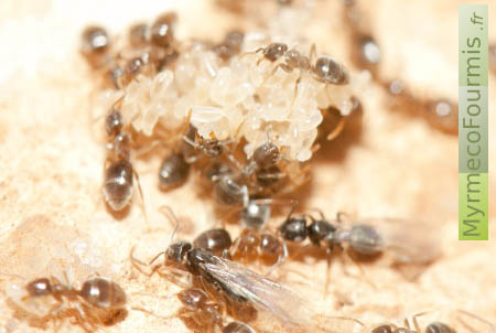 Des ouvrières Bothriomyrmex avec quelques fourmis ailées et des larves.