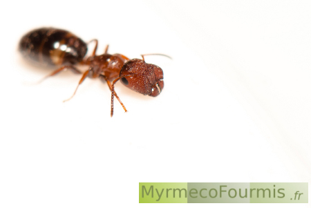 Fourmi porte Major ou soldate, Colobopsis truncata, Camponotus truncatus. Photo macro sur fond blanc, la fourmi a une tête plate pour fermer l'entrée du nid.