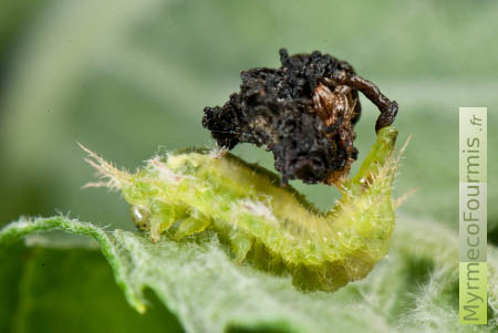 Une larve de chrysomélidae verte qui porte ses excréments sur le dos.