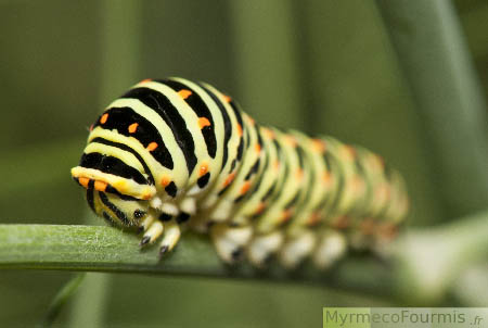 La chenille du papillon machaon, verte pâle, avec des rayures noires et des points oranges.
