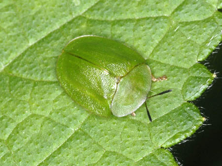 Un coléoptère vert pomme de la famille des chrysomèle et de l'espèce Cassida viridis, appelé casside verte. ou casside de la menthe.