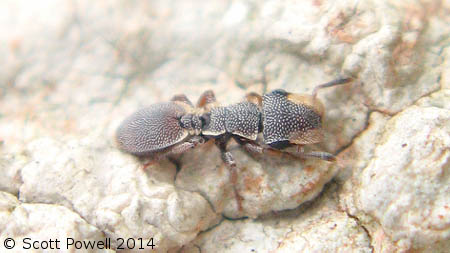 Une fourmi tortue grise et beige, Cephalotes maculatus, avec des protubérances sur la tête qui protègent ses antennes.