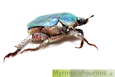 Hoplia coerulea mâle, un coléoptère de la famille des scarabée de couleur bleue métallique et iridescente.