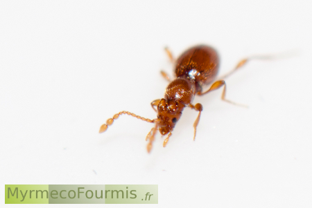 Coléoptère Scydmaenidae, une famille de petits coléoptères qui ressemblent à des fourmis.