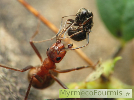Deux espèces de fourmis du genre Formica, une fourmi des bois rouge orange et une fourmi noire, se combattent.