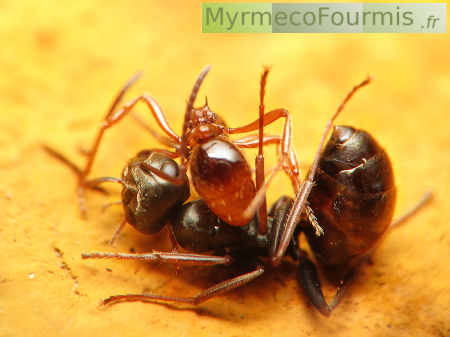 Une fourmi rouge du genre Myrmica utilise son aiguillon pour attaquer une fourmi noire du genre Formica.