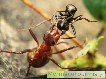 Deux fourmis du genre Formica, une de couleur orange ou rousse et une de couleur noire, se battent au sol.