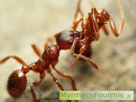 Cadavre d'une fourmi Myrmica porté par une Myrmica qui l'enlève du nid.