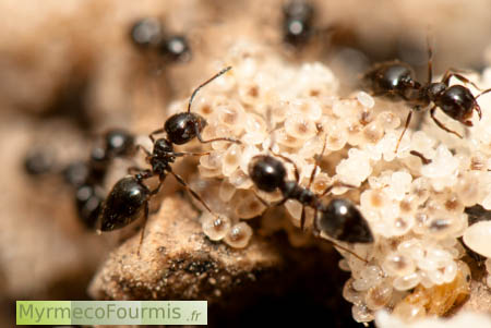 Fourmi Crematogaster auberti, une fourmi acrobate entièrement noire. Trois fourmis s'occupent de larves dans la fourmilière.