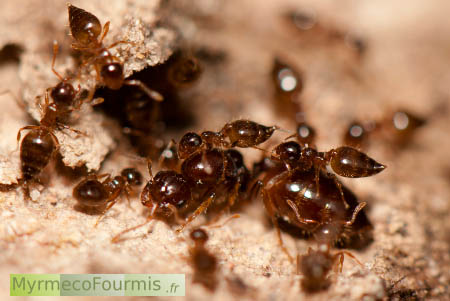 Fourmilière de Crematogaster sordidula de couleur brune, plusieurs fourmis ouvrières protègent la reine.