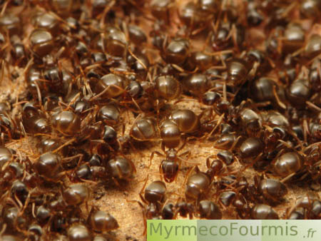Des fourmis brunes des jardins du genre Lasius se réchauffent sous une tuile dans le jardin au printemps.