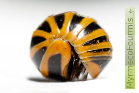 Diplopode Glomeridae, un petit mille-pattes jaune orange à rayures noires.