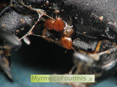Trois acariens oranges parasites entre les mandibules d'un grand coléoptère noir, la petite biche, Dorcus parallepipedus.