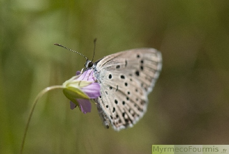 Un Maculinea arion (l'azuré du serpolet), solidement cramponné à une petite fleur violette, en train de butiner.