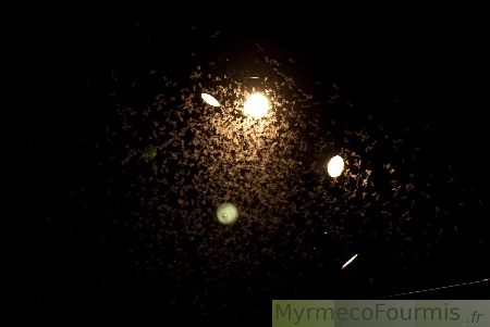Ce ne sont pas des papillons, mais des milliers d'éphémères qui volent sous ces éclairages.
