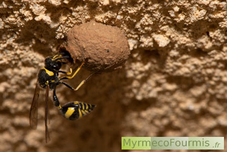 Une guêpe maçonne noire et jaune à l'entrée de son nid d'argile.