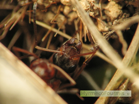 Une fourmi garde l'entrée de la fourmilière.