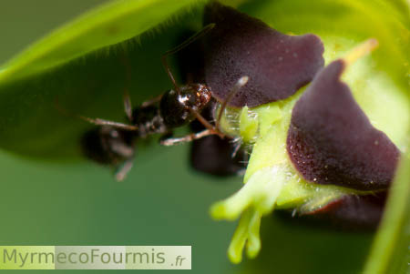 Fourmi noire dans une fleur d'Euphorbe.