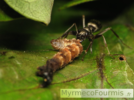 Une fourmi noire du genre Formica ramène un cadavre de chenille brun jusqu'au nid. La fourmi est vue de face entre deux feuilles vertes, elle a un aspect noir brillant.