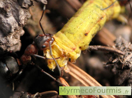 Une fourmi des bois ramène au nid sa proie, une chenille jaune.