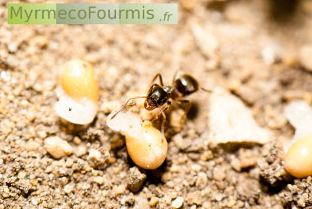 Elaiosome d'une graine de violette inspectée par une fourmi du genre Lasius.