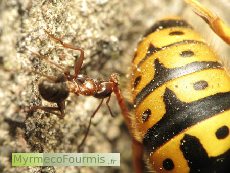 Une fourmis rouge et noire rapporte une guêpe jaune et noire jusqu'à la fourmilière.