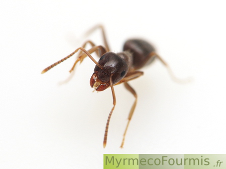 Petite fourmi noire du genre Lasius.