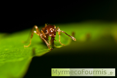 Myrmecophilie: la plante possède des nectaires extrafloraux pour attirer les fourmis.