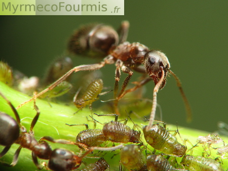 Pucerons et fourmis collectant leur miellat sur un érable.