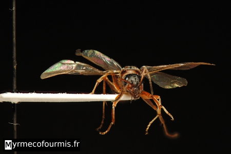 Reine fourmi Formica sp.