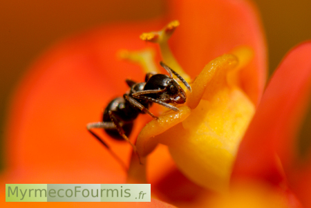 Fourmi noire du genre Lasius buvant le nectar d'une fleur d'Euphorbe orange et jaune.