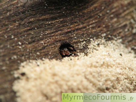 Fourmilière de petites fourmis du genre Temnothorax dans un tronc d'arbre.
