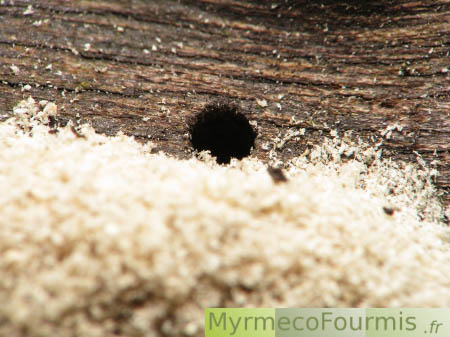 Des fourmis creusent leur fourmilière dans un tronc de bois mort. On voit l'entrée et la sciure déblayée par les fourmis.