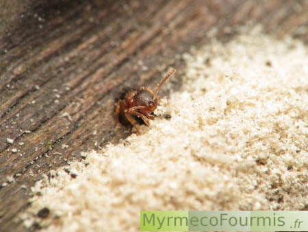 Fourmilière dans du bois, de petites fourmis brunes du genre Temnothorax creusent leur nid dans une branche morte.