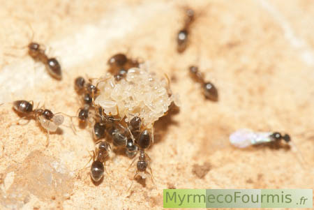 Des ouvrières brun clair de Bothriomyrmex avec un mâle de fourmi ailé.