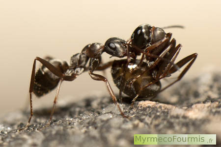 Une fourmi en porte une autre pour lui communiquer l'emplacement d'un nouveau nid.