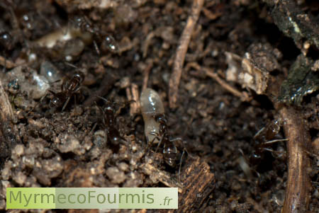 La fourmi d'Argentine est une espèce de fourmis invasives qui colonise le Sud de l'Europe.