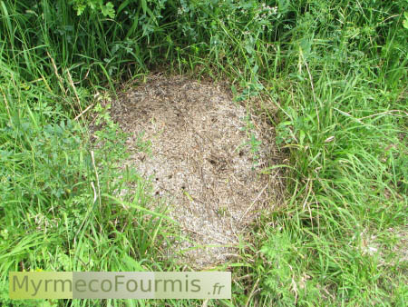 Un dôme fait de brindilles et non d'aiguilles, de fourmis de l'espèce Formica pratensis qui construisent leurs fourmilières avec des brindilles en lisière de champs.